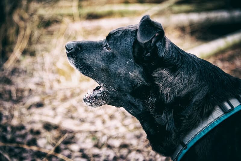 bellender Hund