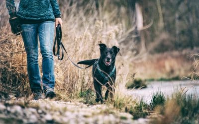 Tierschutzhunde verstehen