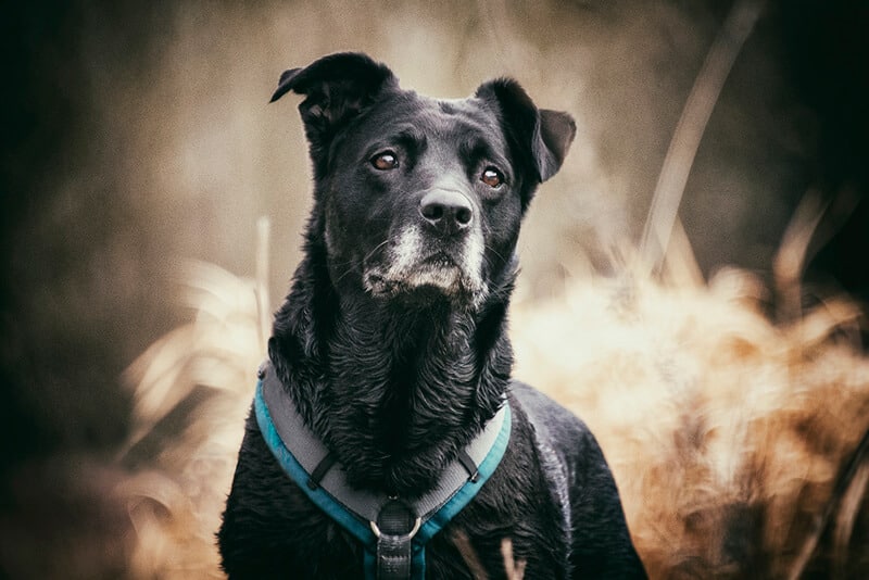 Happy Dog Hund schaut in die Ferne