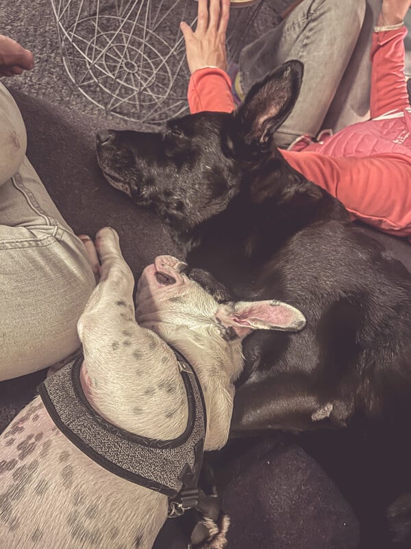 schwarzer hund schaut in die kamera