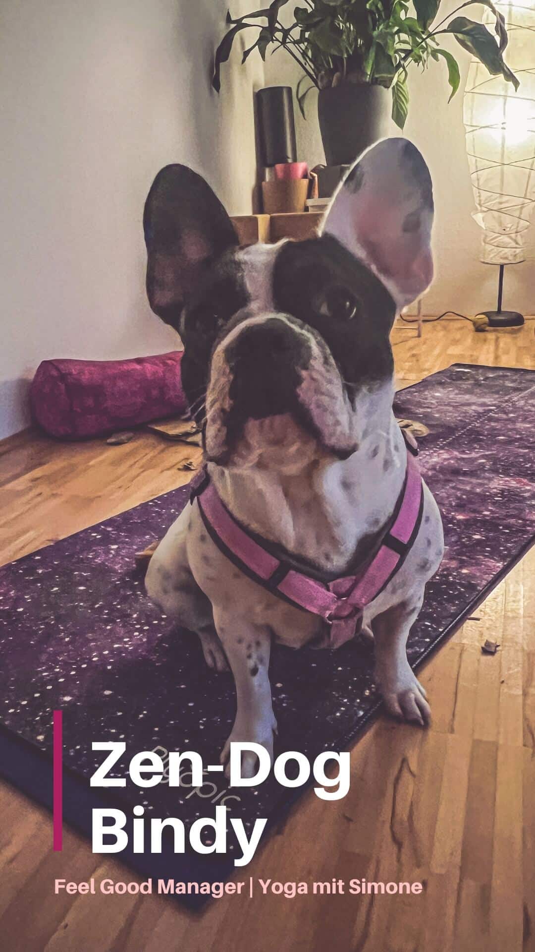 bellender Hund