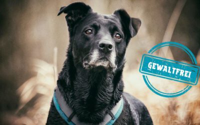 Gewalt im Hundetraining