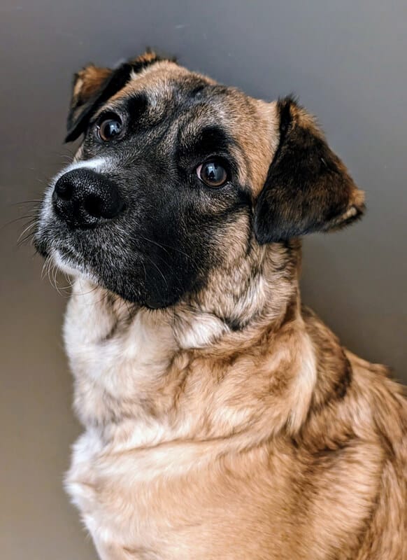 hund-otto-portraet