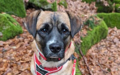 Die ersten 3 Monate mit Tierschutzhund