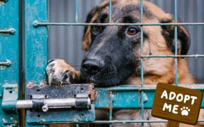 Tierschutzhund adoptieren: Warum Vermittlungen oft schief gehen