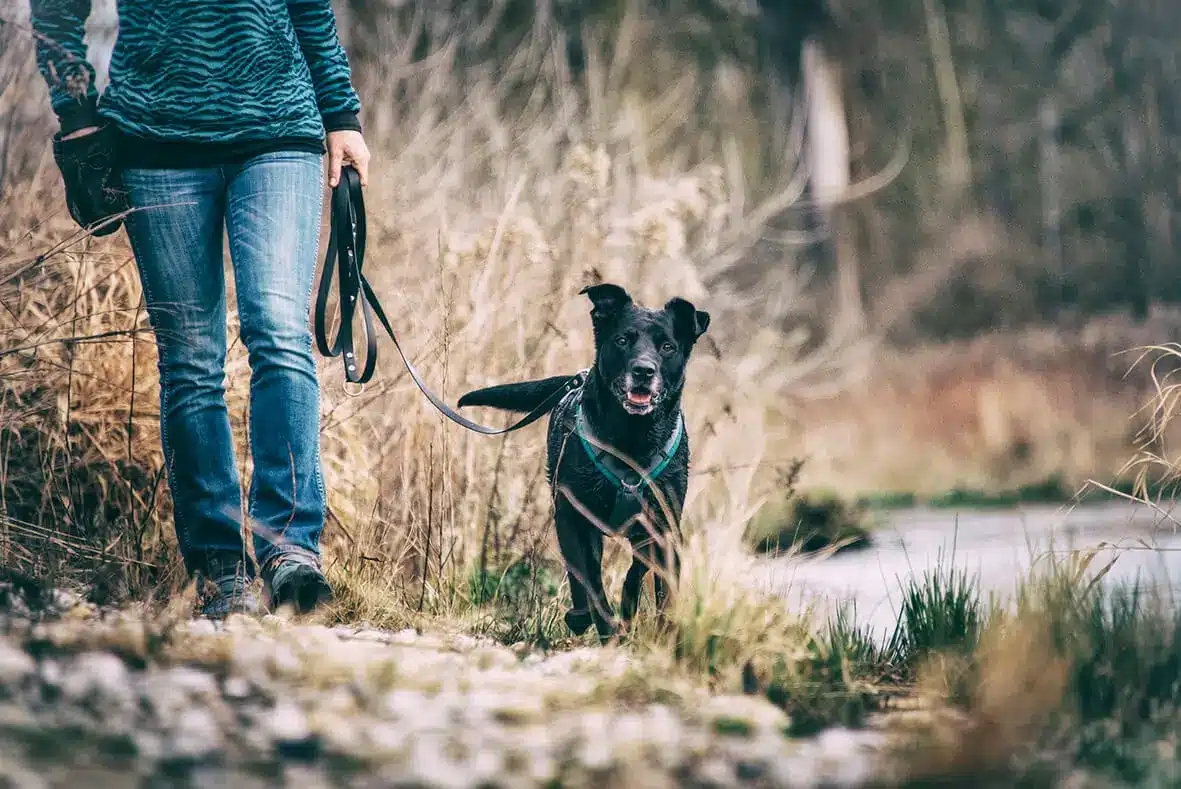 happy-am-flussweg Daniela Loibl und Hund Happy, der auf einem Baumstamm steht