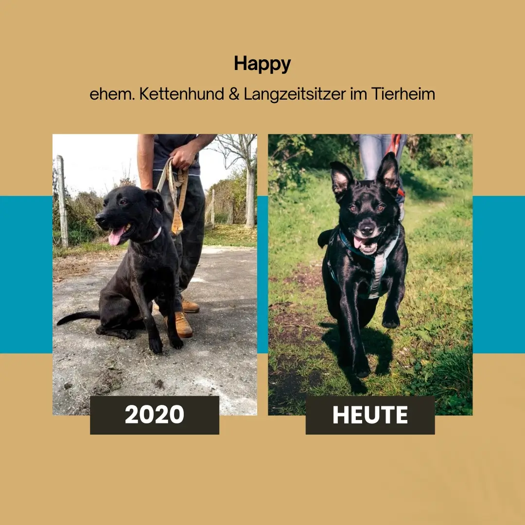 Tierschutzhund Happy Tierschutzhund Happy damals vs. heute
