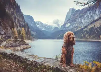 Jimmy am vorderen Gosausee