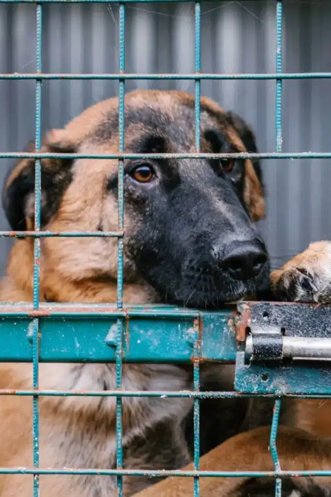 Tierschutzhund im Shelter